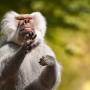 baboon-g195882926_1920.jpg